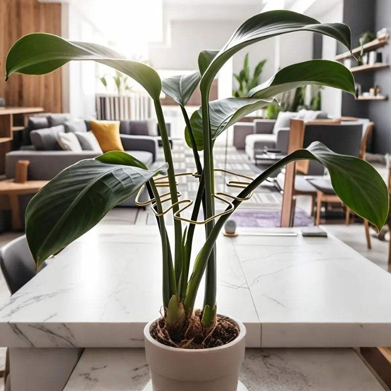 Decorative Garden Plant Support – Ideal for Healthy Growth